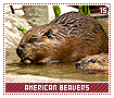 americanbeavers15