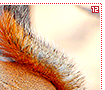 americanredsquirrels12