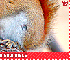 americanredsquirrels17