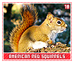 americanredsquirrels18