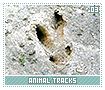 animaltracks03