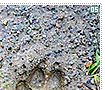 animaltracks05