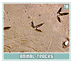 animaltracks18