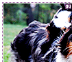 australianshepherds04