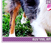 australianshepherds09