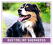 australianshepherds15