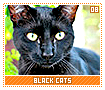 blackcats08