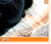 blackcats10