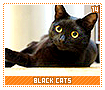 blackcats14