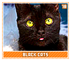 blackcats18