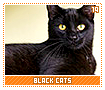 blackcats19
