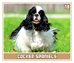 cockerspaniels13