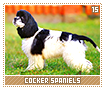 cockerspaniels15