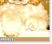 cockerspaniels17