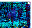 congareenationalpark05