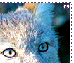 corsacfoxes05