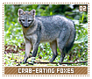 crabeatingfoxes02