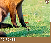 crabeatingfoxes17