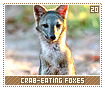 crabeatingfoxes20