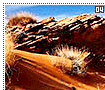 deserts04