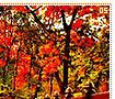 fall05