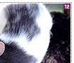 fancyrats12