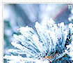 frost11