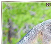grayfoxes04