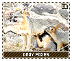 grayfoxes06