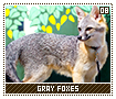 grayfoxes08