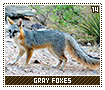grayfoxes14