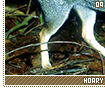 hoaryfoxes09