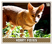 hoaryfoxes13