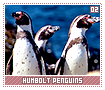 humboltpenguins02