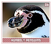 humboltpenguins06