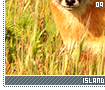 islandfoxes09