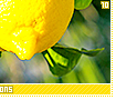 lemons10