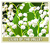 liliesofthevalley19