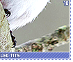 longtailedtits10