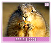 prairiedogs02
