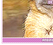prairiedogs09