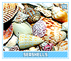 seashells14