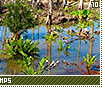 swamps10