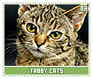 tabbycats03