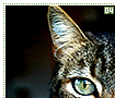 tabbycats04