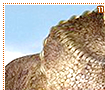 triceratops11
