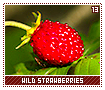 wildstrawberries13