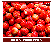 wildstrawberries19