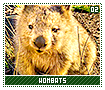 wombats02