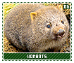 wombats06